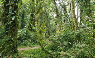 Bwindi Rainforest